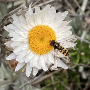 Melangyna viridiceps at Cotter River, ACT - 22 Nov 2021