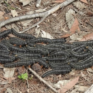 Perga dorsalis at High Range, NSW - 22 Nov 2021 01:07 PM