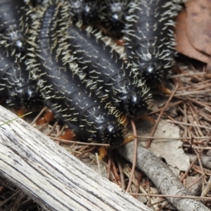 Perga dorsalis at High Range, NSW - 22 Nov 2021