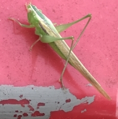 Conocephalus upoluensis at Garran, ACT - 22 Nov 2021