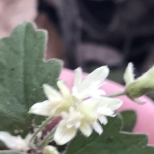 Xanthosia pilosa at Bundanoon, NSW - 14 Nov 2021