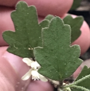 Xanthosia pilosa at Bundanoon, NSW - 14 Nov 2021