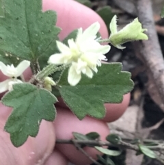 Xanthosia pilosa at Bundanoon, NSW - 14 Nov 2021