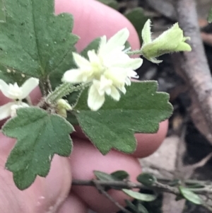 Xanthosia pilosa at Bundanoon, NSW - 14 Nov 2021