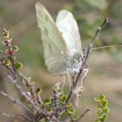 Pieris rapae (Cabbage White) at Namadgi National Park - 22 Nov 2021 by AnneG1