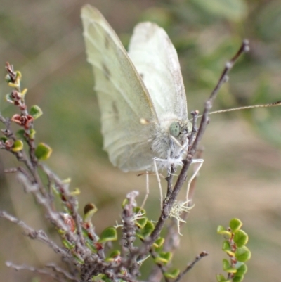 Pieris rapae (Cabbage White) at Namadgi National Park - 22 Nov 2021 by AnneG1