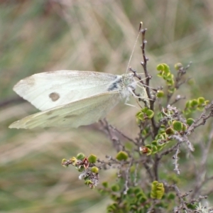 Pieris rapae at Cotter River, ACT - 22 Nov 2021