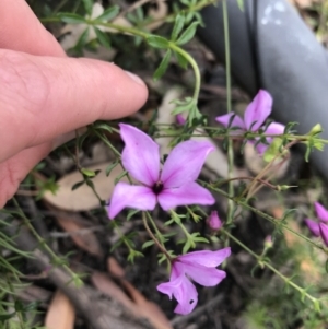 Tetratheca thymifolia at Bundanoon, NSW - 14 Nov 2021