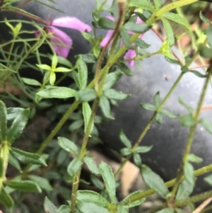 Tetratheca thymifolia at Bundanoon, NSW - 14 Nov 2021