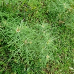 Centaurea calcitrapa (Star Thistle) at Pialligo, ACT - 22 Nov 2021 by EmilySutcliffe