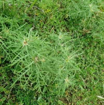 Centaurea calcitrapa (Star Thistle) at Pialligo, ACT - 23 Nov 2021 by EmilySutcliffe