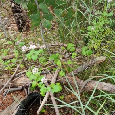 Pelargonium australe (Austral Stork's-bill) at Isaacs Ridge and Nearby - 23 Nov 2021 by Mike