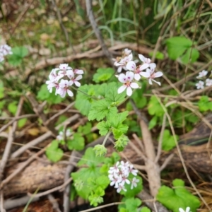 Pelargonium australe at Jerrabomberra, ACT - 23 Nov 2021