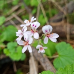 Pelargonium australe at Jerrabomberra, ACT - 23 Nov 2021