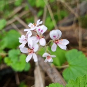 Pelargonium australe at Jerrabomberra, ACT - 23 Nov 2021 04:04 PM