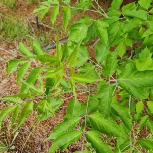 Acer negundo at Jerrabomberra, ACT - 23 Nov 2021 03:54 PM