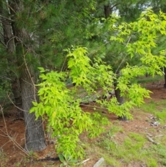 Acer negundo at Jerrabomberra, ACT - 23 Nov 2021 03:54 PM