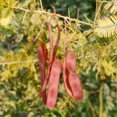 Acacia baileyana (Cootamundra Wattle, Golden Mimosa) at Isaacs Ridge and Nearby - 23 Nov 2021 by Mike