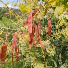 Acacia baileyana at Jerrabomberra, ACT - 23 Nov 2021