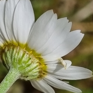 Chamaemelum nobile at Jerrabomberra, ACT - 23 Nov 2021