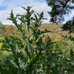 Onopordum acanthium (Scotch Thistle) at Jerrabomberra, ACT - 23 Nov 2021 by Mike