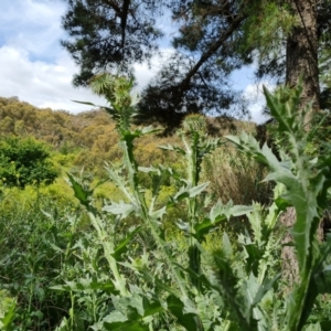 Onopordum acanthium at Jerrabomberra, ACT - 23 Nov 2021