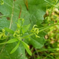 Galium aparine (Goosegrass, Cleavers) at Jerrabomberra, ACT - 23 Nov 2021 by Mike