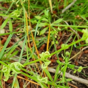 Galium aparine at Jerrabomberra, ACT - 23 Nov 2021