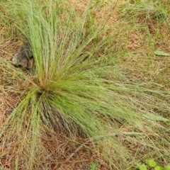 Nassella trichotoma (Serrated Tussock) at Jerrabomberra, ACT - 23 Nov 2021 by Mike