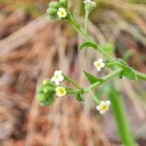 Hackelia suaveolens at Jerrabomberra, ACT - 23 Nov 2021