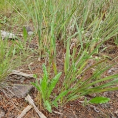 Hackelia suaveolens at Jerrabomberra, ACT - 23 Nov 2021 03:17 PM