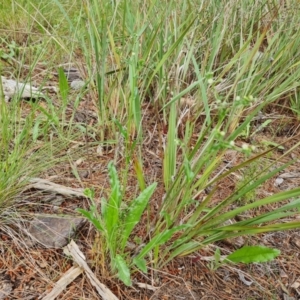 Hackelia suaveolens at Jerrabomberra, ACT - 23 Nov 2021 03:17 PM