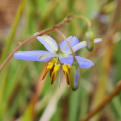 Dianella revoluta (Black-Anther Flax Lily) at Isaacs Ridge and Nearby - 23 Nov 2021 by Mike
