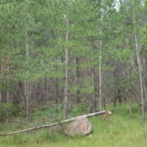 Pinus radiata at Jerrabomberra, ACT - 23 Nov 2021