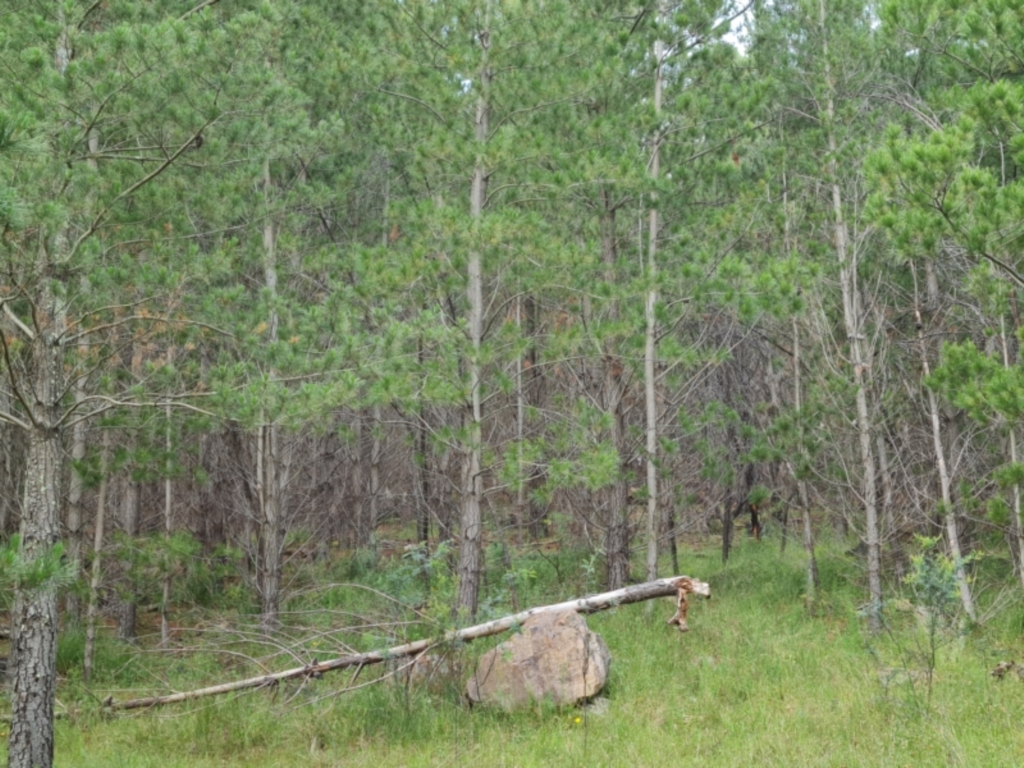 Pinus radiata at Jerrabomberra, ACT - 23 Nov 2021
