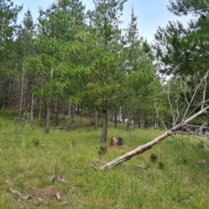 Pinus radiata at Jerrabomberra, ACT - 23 Nov 2021