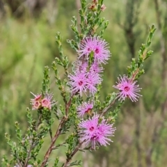 Kunzea parvifolia (Violet Kunzea) at Isaacs Ridge and Nearby - 23 Nov 2021 by Mike