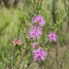 Kunzea parvifolia (Violet kunzea) at Isaacs Ridge and Nearby - 23 Nov 2021 by Mike