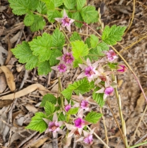 Rubus parvifolius at Isaacs, ACT - 23 Nov 2021 04:30 PM