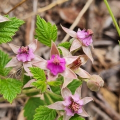 Rubus parvifolius at Isaacs, ACT - 23 Nov 2021