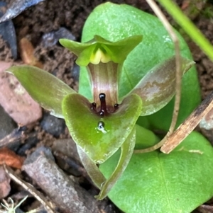 Chiloglottis valida at Brindabella, NSW - suppressed