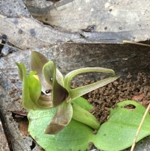 Chiloglottis valida at Brindabella, NSW - suppressed