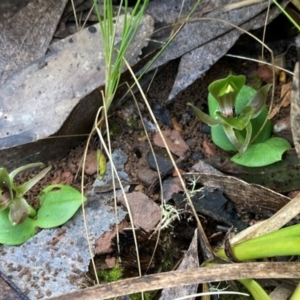 Chiloglottis valida at Brindabella, NSW - suppressed