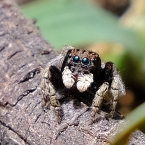 Maratus vespertilio at Molonglo Valley, ACT - 23 Nov 2021