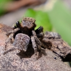 Maratus vespertilio at Molonglo Valley, ACT - suppressed