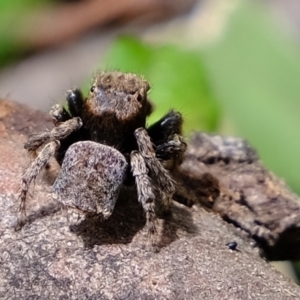 Maratus vespertilio at Molonglo Valley, ACT - 23 Nov 2021