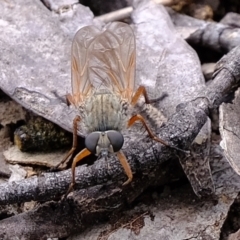 Asilidae (family) (Unidentified Robber fly) at Molonglo Valley, ACT - 23 Nov 2021 by Kurt