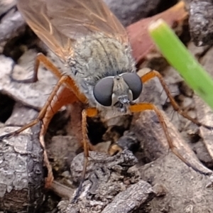 Asilidae (family) at Molonglo Valley, ACT - 23 Nov 2021 02:05 PM