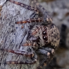 Servaea incana (Hoary Servaea) at Aranda Bushland - 23 Nov 2021 by Kurt