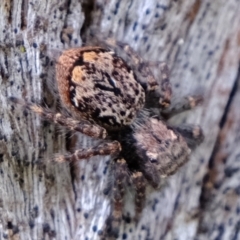 Servaea incana at Molonglo Valley, ACT - 23 Nov 2021 02:13 PM